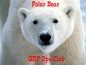 Eastern-PA-Polar-Bears-Club